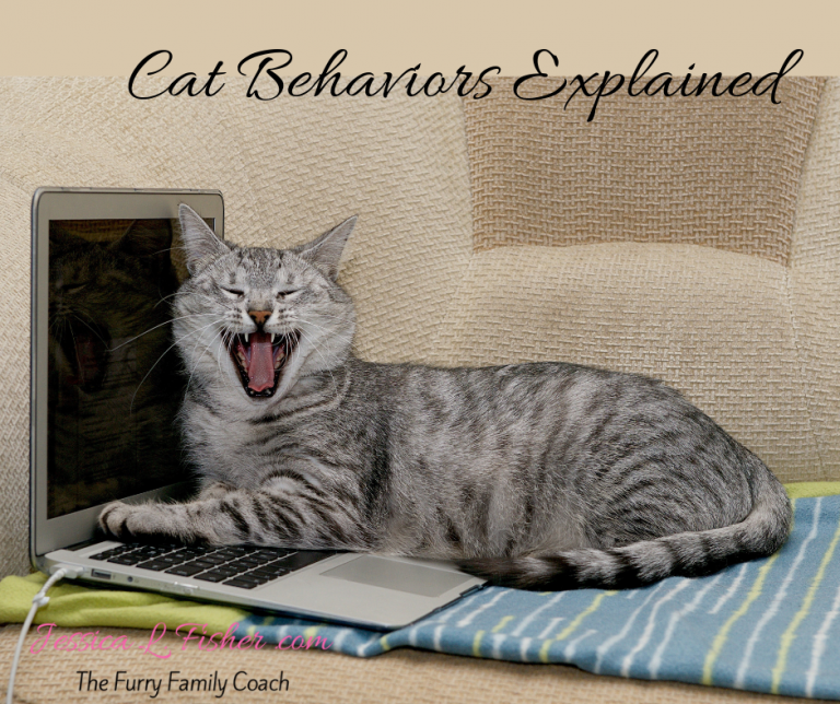 Cat Behavior Explained