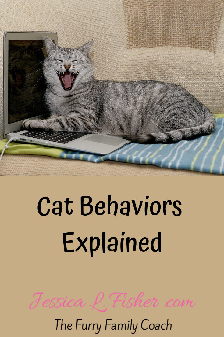 Cat Behaviors Explained