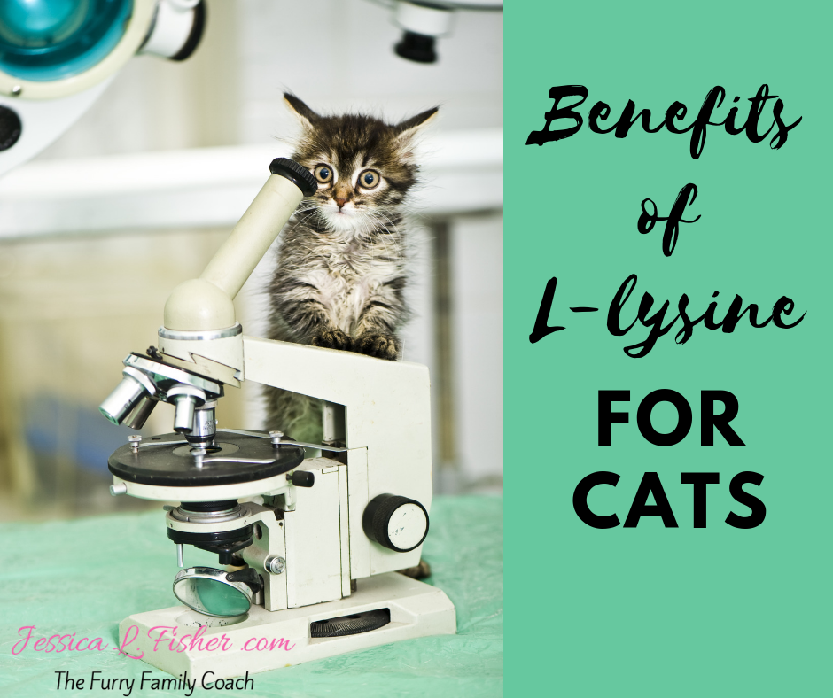 will l-lysine help my cat