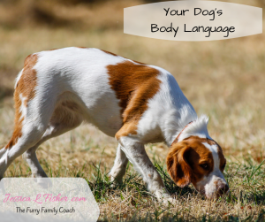 Your Dogs Body Language