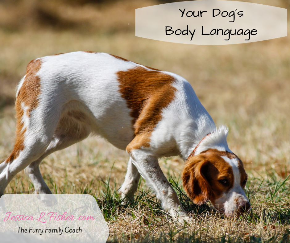 Reading Your Dogs Body Language
