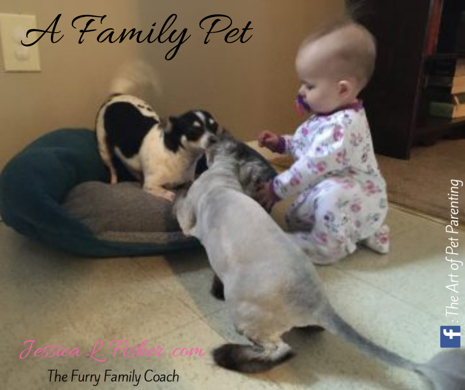 Choosing A Family Pet