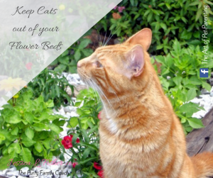 Keep Cats out of your Flower Beds