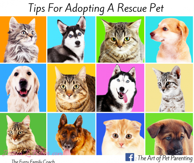 Tips For Adopting A Rescue Pet