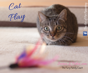 Cat Play