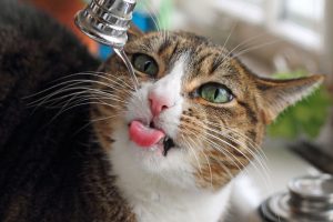 cat drinkin gout of faucet