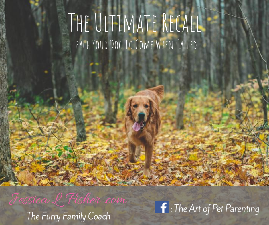 The Ultimate Dog Recall – Teach Your Dog To Come When Called