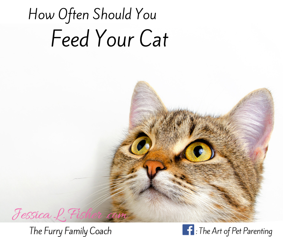 How Often Should You Feed Your Cat? - Jessica L. Fisher