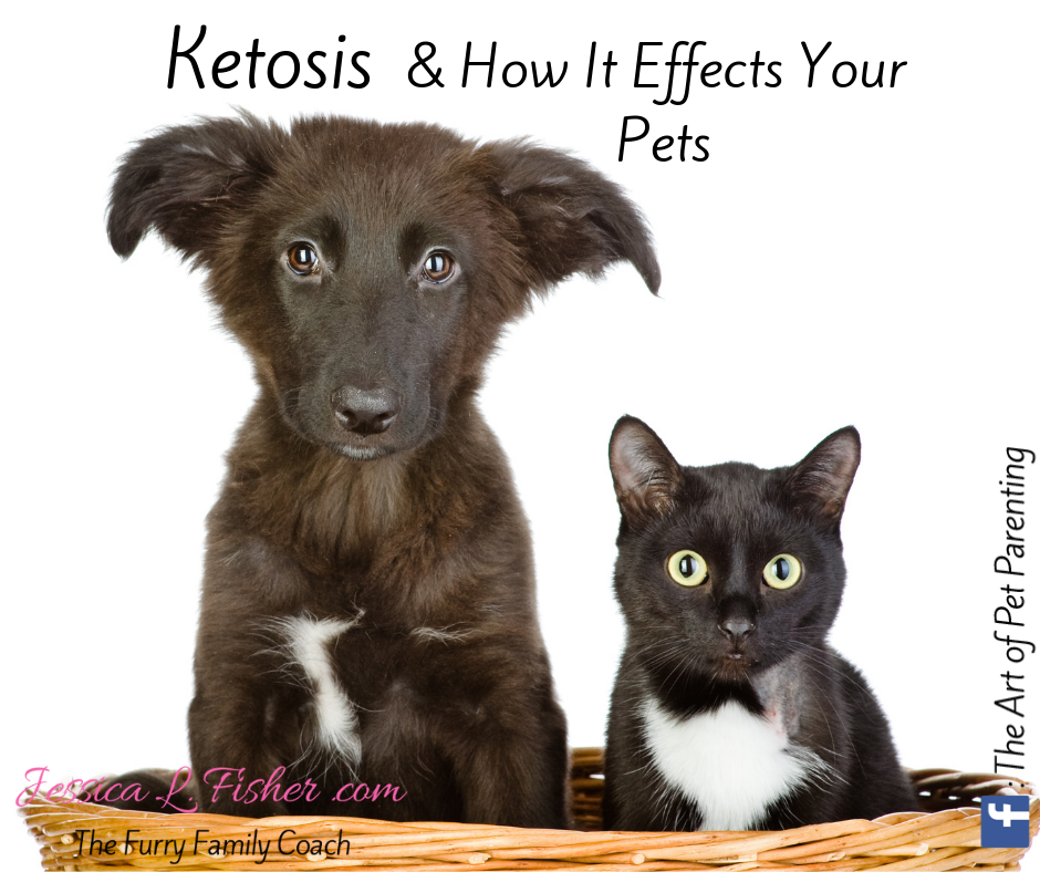 What Is Ketosis? How Does It Effect My Pets?