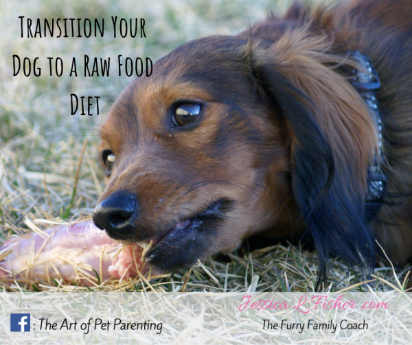 Transitioning Your Dog to a Raw Food Diet