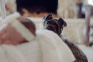 how to prepare my dog for a new baby