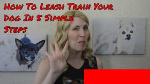 how to leash train your dog or puppy