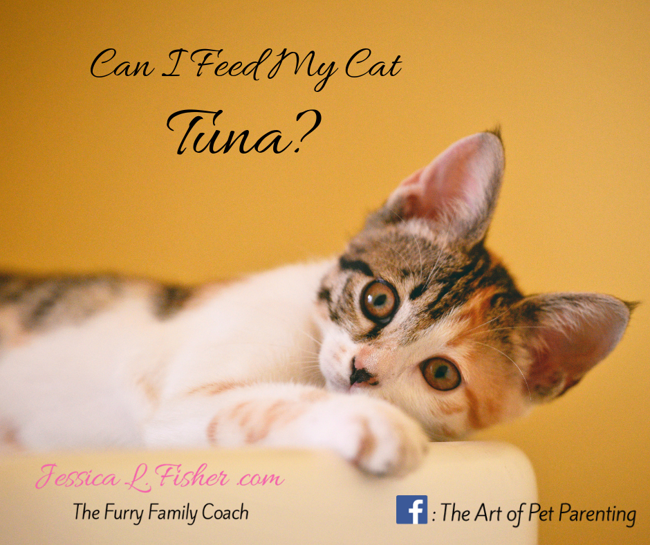 Can I Feed My Cat Tuna