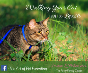 Walking Your Cat on a Leash