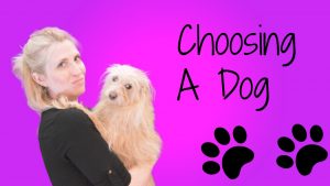 choosing a dog