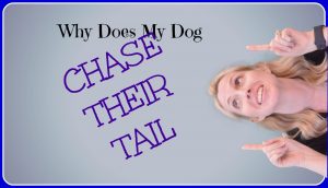 dog chase tail
