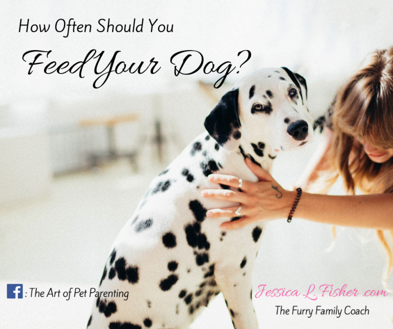 feed your dog