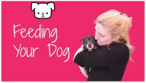 feeding your dog