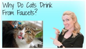 why cats drink from faucets