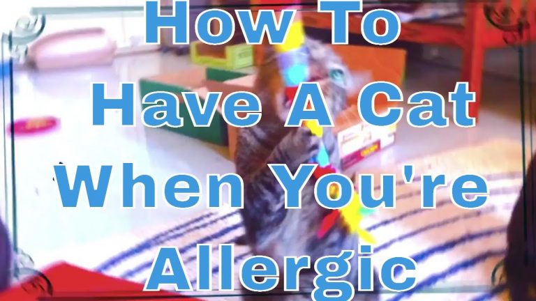 how to have a cat when allergic