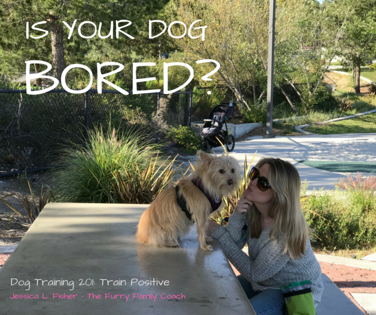 IS YOUR DOG BORED