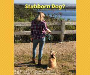 Stubborn Dog