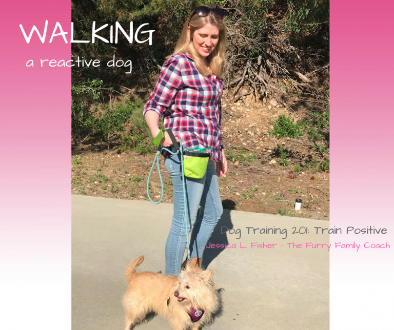 walking a reactive dog