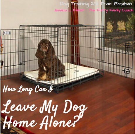 How Long Can I Leave MY Dog Home Alone?