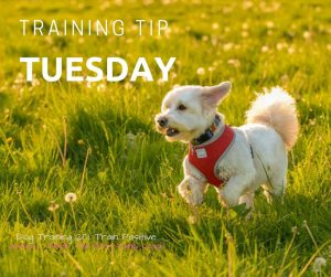 training tip tuesday
