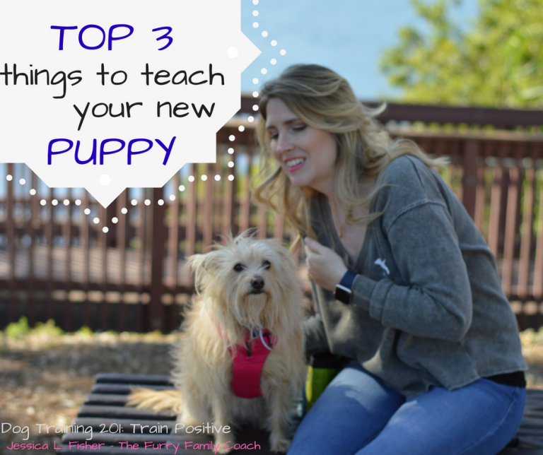 Top 3 things to Teach a New Puppy