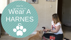 how to get my dog to wear a harness dog training