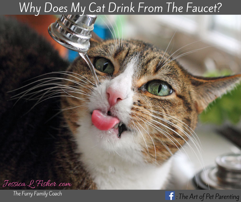Why Does My Cat Drink Out Of The Faucet?