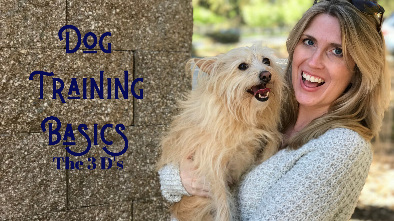 Dog Training Basics – The 3 D’s