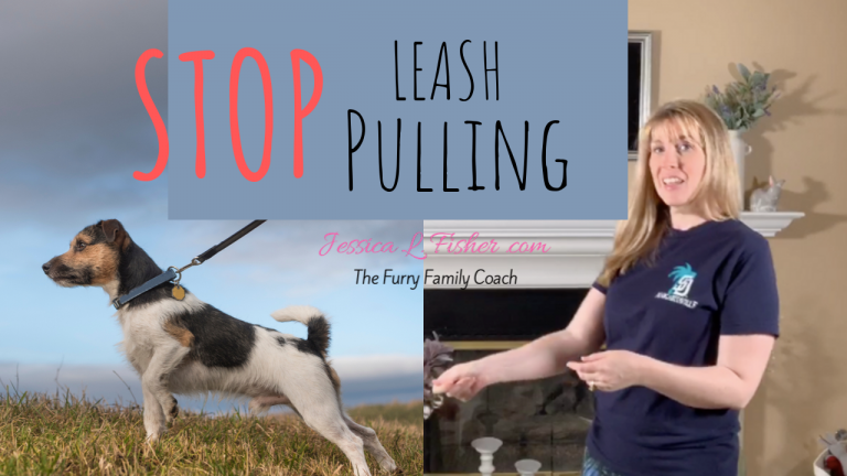 How To Teach Your Dog Not To Pull On The Leash