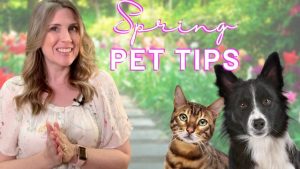 spring pet safety