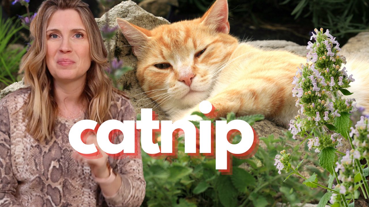 Why Do Cats Like Catnip … And Catnip Mosquito Repellent?