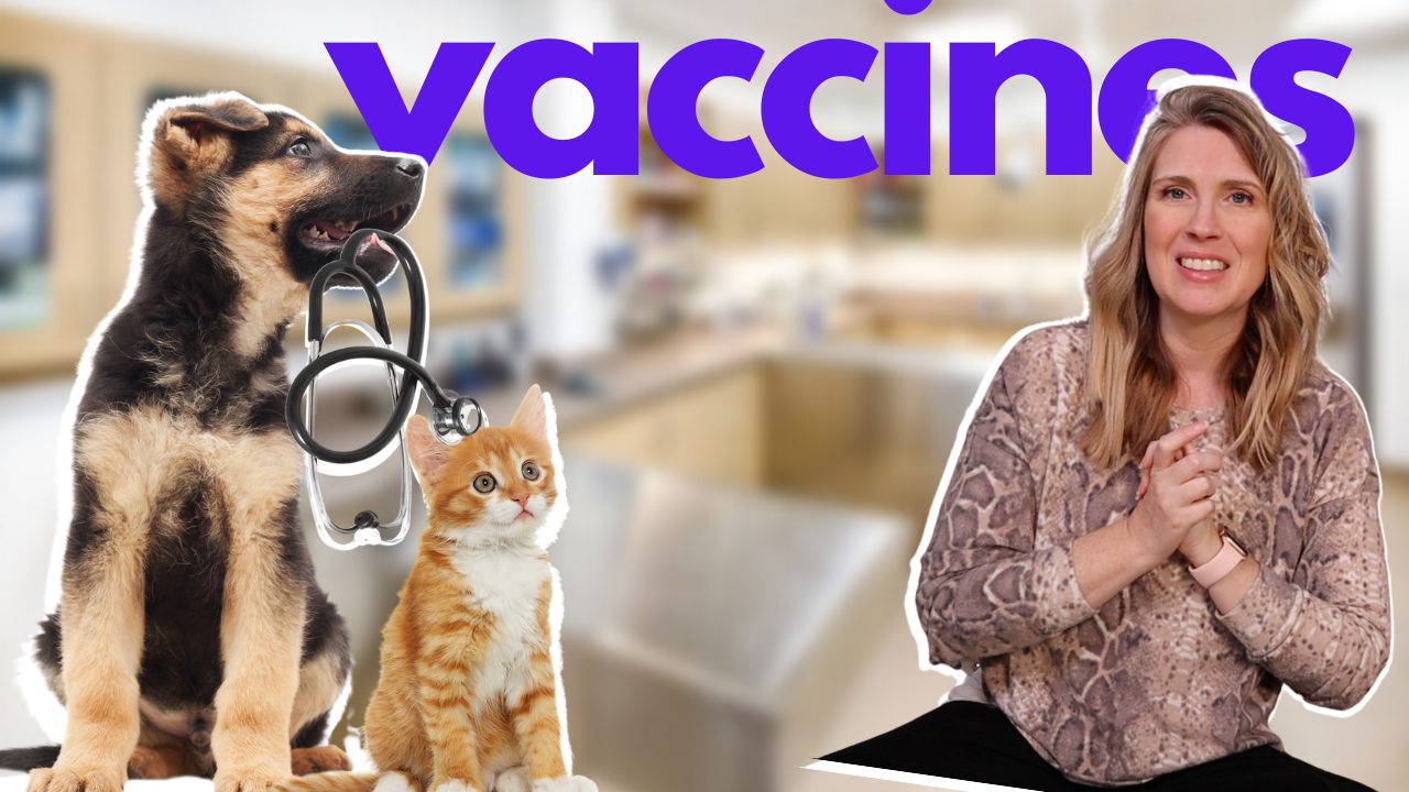 Is Your Pet Really DUE For A Vaccine? What Is Titer Testing?