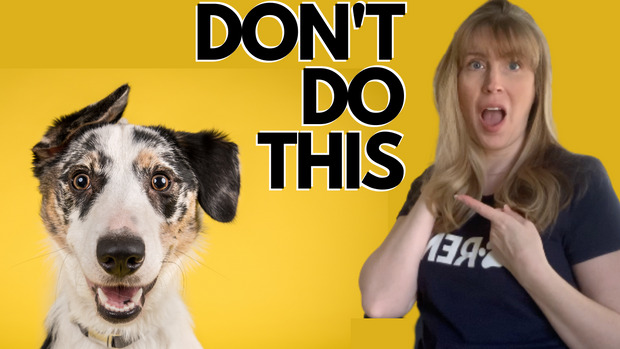 9 Harmful Things You Do To Your Dog Without Realizing It