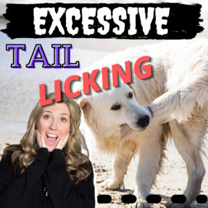 Excessive Tail Licking