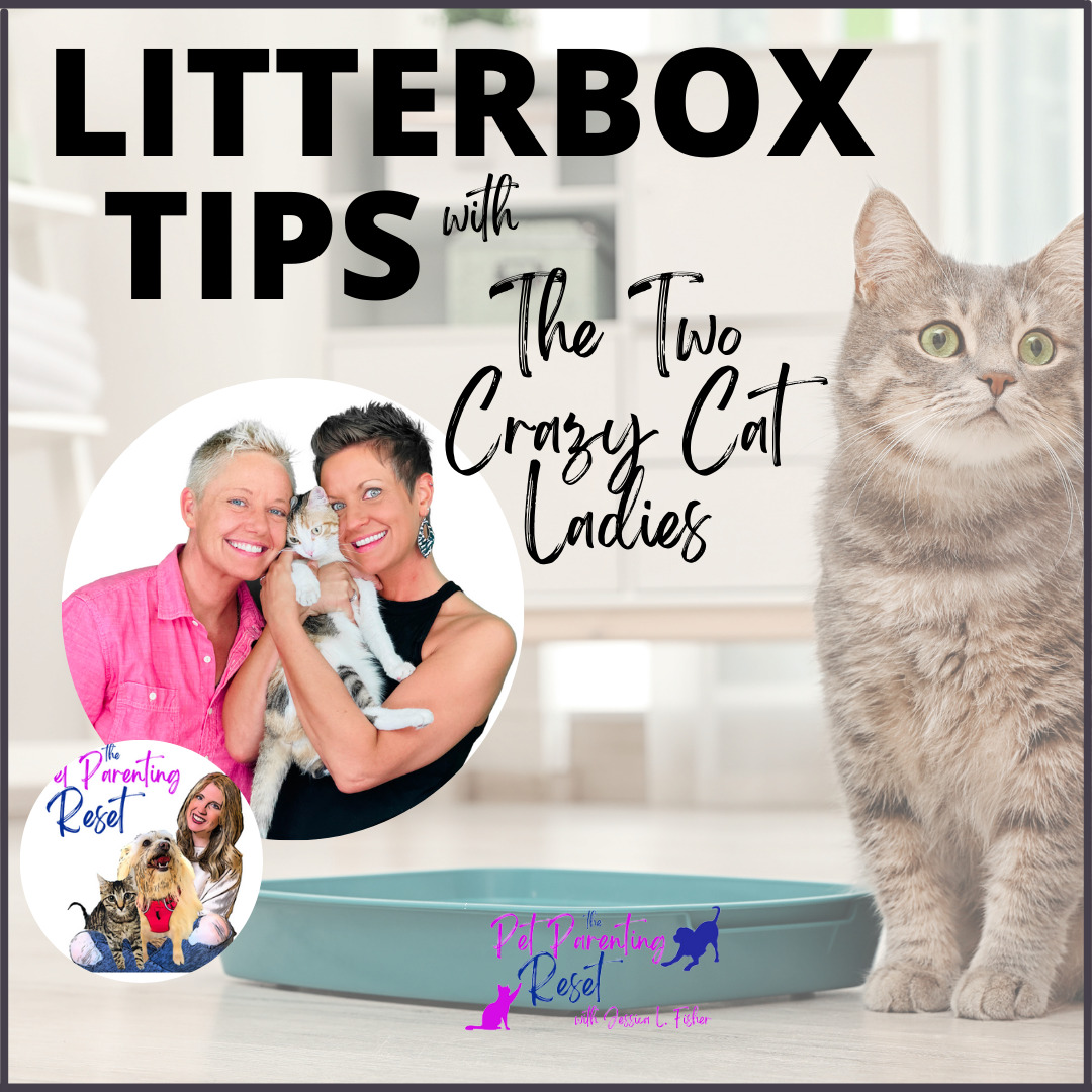 THE BEST 10 Tips & Tricks For Your Cat's Litter Box with The Two Crazy Cat Ladies
