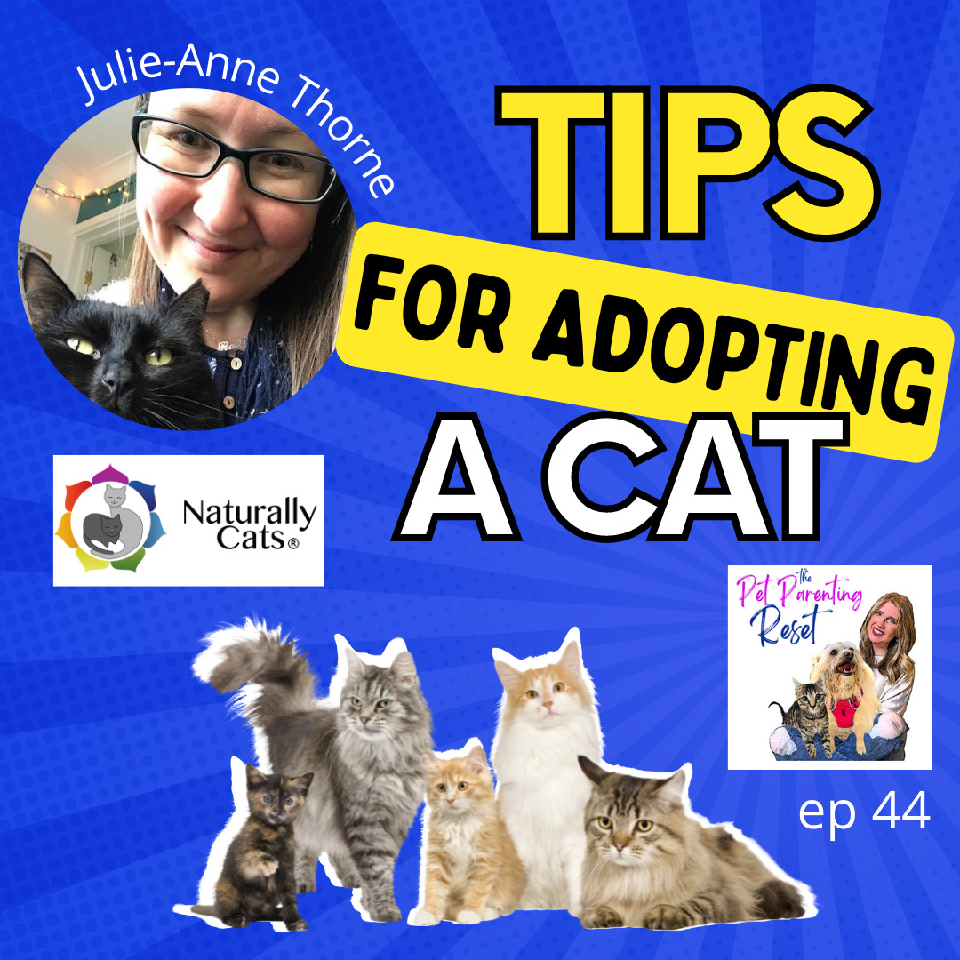 tips for adopting a cat