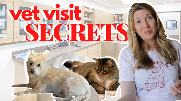 Get the MOST from your vet visits!