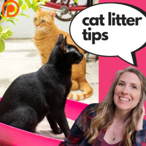 cat litter tips