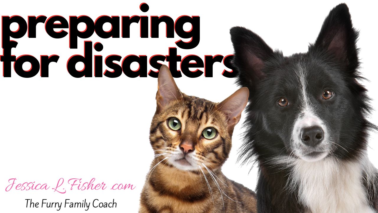 How To Help Your Pets During Natural Disasters