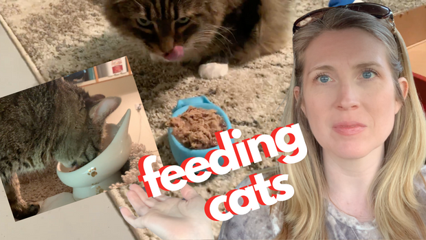 Read This Before You Feed Your Cat Again