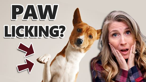 Is Your Dog Licking Their Paws Excessively?