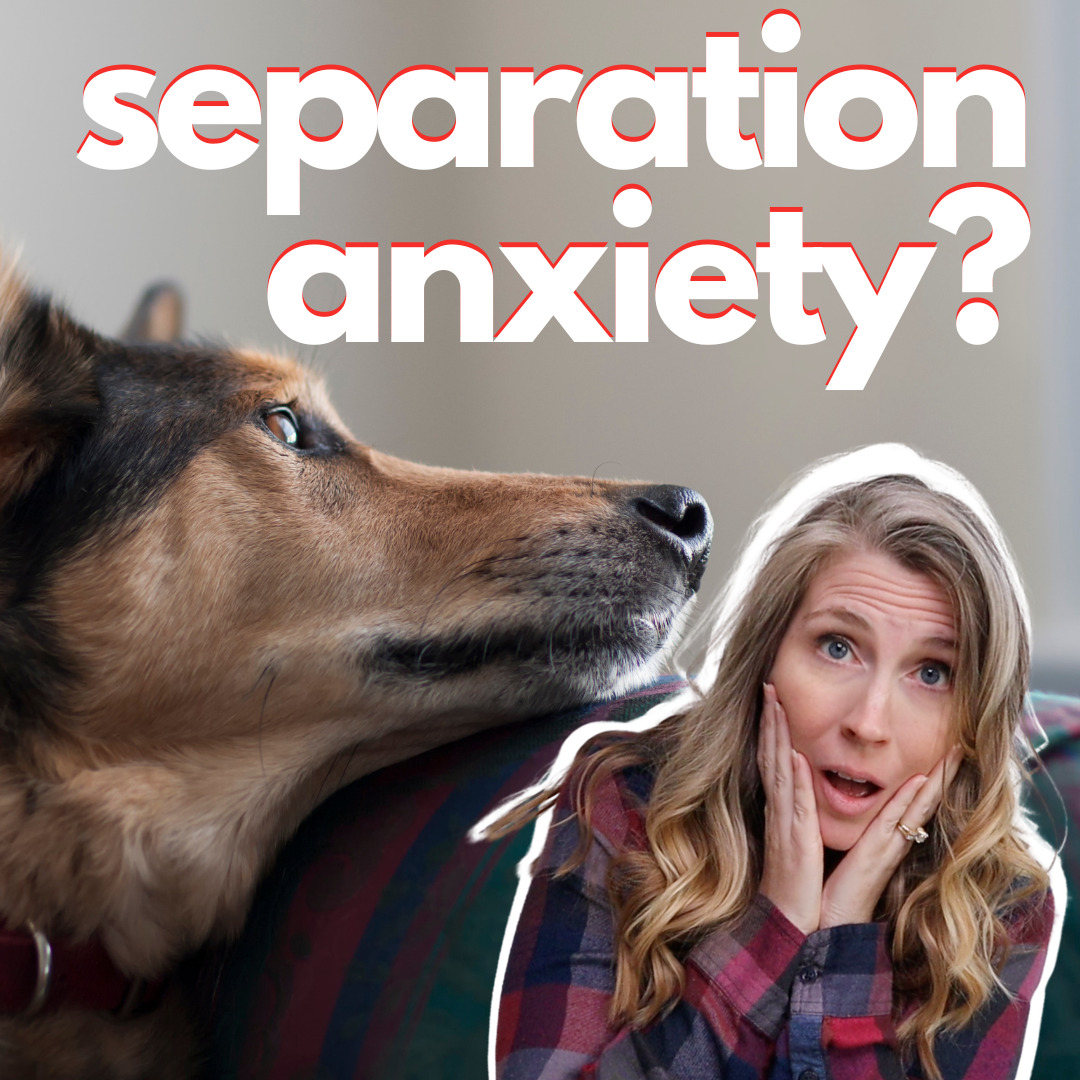 Does Your Dog Have Separation Anxiety?
