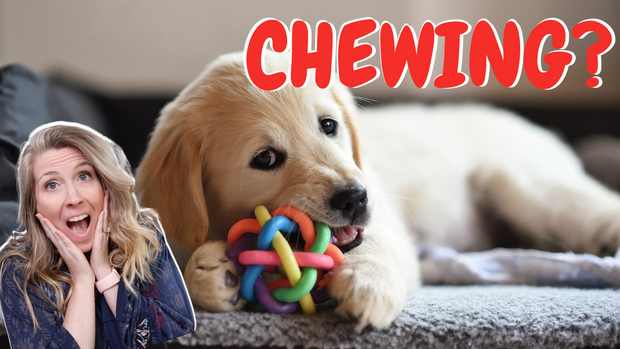 How To Stop A Dog From Chewing Everything