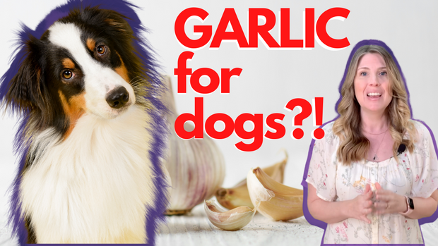 The Many Benefits of Feeding Garlic to Dogs