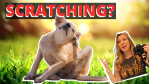 Why is my dog scratching all the time? It could be one of these 7 reasons